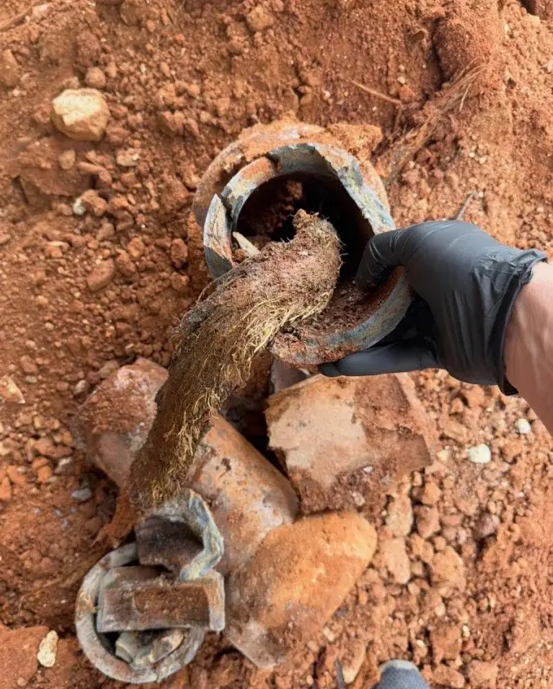 Old earthenware sewer pipe dug up with tree roots grown through the joint